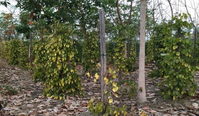 C:\Users\isma\Desktop\New folder (2)\815ccf3eb49160865ac2ec18525f732f5cd11b72996bf717fd9e812cf10e71ed.jpg